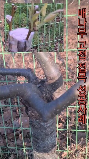 ☆Successful Case of Pear Tree Grafting☆