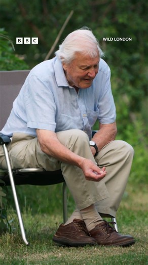 Do these fox cubs realise they've just met Sir David Attenborough? 🦊💭 #WildLondon #DavidAttenborough #WildLife #London #Fox ⁣ ⁣ After a life spent travelling the globe, David Attenborough, the world’s most famous naturalist, turns his attention closer to home to explore the wildlife of England’s iconic capital in Wild London.⁣ ⁣ Having lived in London for 75 years, David has an intimate knowledge of the city’s natural history and there's no better guide to introduce us to its most spectacular 