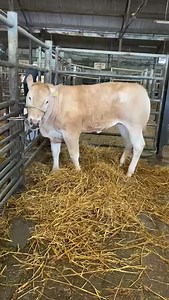 Members of our team are at the Future Stars of the Show Ring event in GVM Group Tullamore Mart today with an incredible lineup of Dovea progeny on display! Check out this Glacon (BA4661) sired heifer bred by Sean Galvin! Glacon is Ireland’s most popular Blonde sire at just 3.5% calving difficulty on beef cows and top 3% of the breed for conformation! | Dovea Genetics