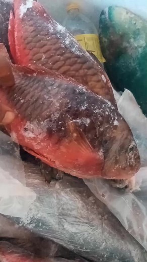 #Budiao #peixe os 3 tipos de budiao e. sioba | Pablyto Muniz Pescador