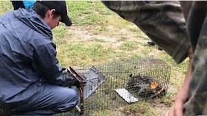 Teacher accused of drowning raccoons with students