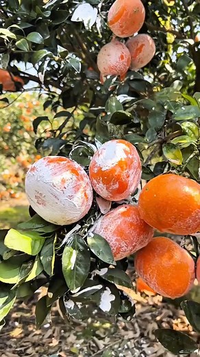 Sugar orange #orange #sugarorange #fruit #summerfruit #fypfruit #fruitreel #summerfruitishere #fruitvideo | Jacky Zh
