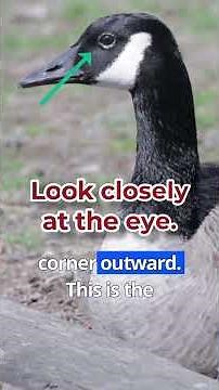 This is how canadian geese really blink #wildlife #interesting #geese