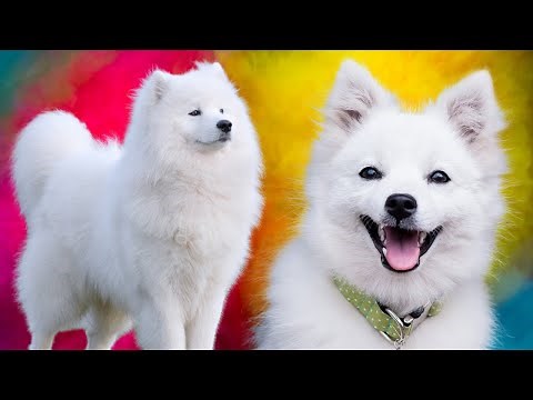 Samoyed Vs Japanese Spitz - Which Breed Is Best