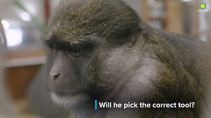 9.6K views · 236 reactions | 樂Two peanuts sit on a tray. One is beneath the curve of a tool; the other is out of reach.  The Zoo's Allen’s swamp monkey, Nub Armstrong, is eyeing both. Will he use the tool that brings the peanut toward him? Researchers are hoping to find out! 易STORY: https://s.si.edu/2IVKrZj. Get animals in your inbox! Sign up for Zoo e-news: https://s.si.edu/2uJxYh1. | Smithsonian’s National Zoo and Conservation Biology Institute | Facebook