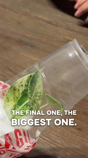 LET’S UNBOX THIS £100 RARE PLANT MYSTERY BOX 📦🪴 Could I have done better or did I get scammed? I think I’ve done pretty well, let me know what you think? Like, comment, share, save, follow, touch a leaf 🍃 #mysterybox #rareplant #alocasia #viral