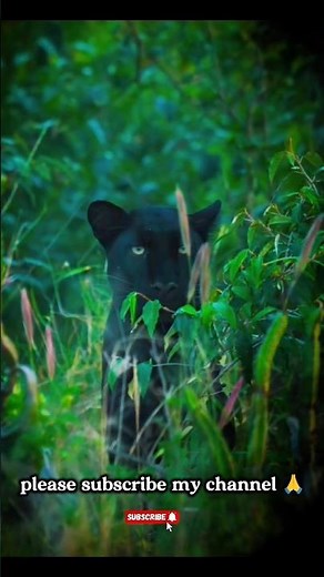 Animal video