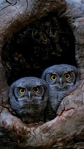 🦉Western Screech Owl babies🦉 . . . #thypygmyowltour #westernscreechowl #owl #wildlife #nature #photography #fblifestyle #october 📷 Original photo by me, AI adds the magic! ✨ | Thy Pygmy Owl Tour