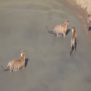 Four tigers vs one duck - What happens next ?? | Eagle Cam