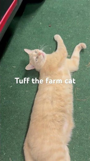 TUFF THE OUTSIDE FARM CAT #sleepingcat #orangecat #farmcat #barncat sleppycat #fatcatart