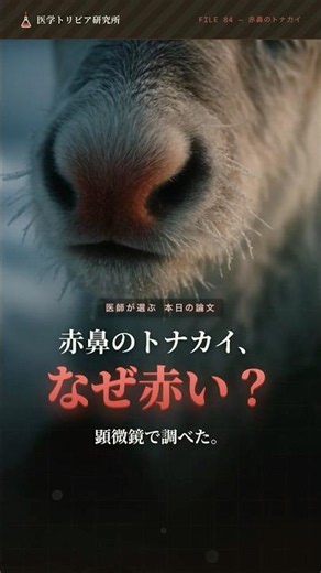 赤鼻のトナカイは、実在した？｜医学トリビア研究所