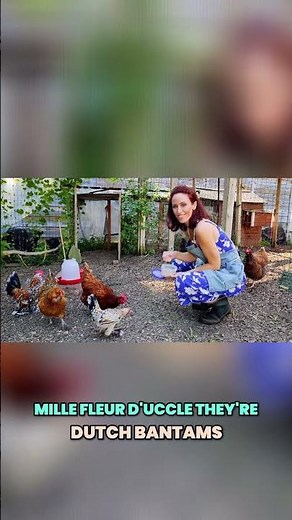 Meet Red the Rhode Island Red & Mille Fleur d'Uccle Bantams | Quick Backyard Chicken Tour
