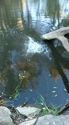 Surface Fishing for Big Murray Cod at Big 4 Blanchetown