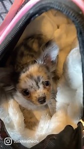 Zucchini 🐾 the Blue Merle Long Haired Chihuahua 💖 Credit: @zucchinithechi | I Love Dogs