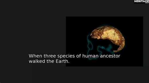 When three species of human ancestor walked the Earth