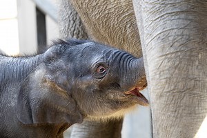Un éléphanteau asiatique mâle naît pour Pâques au zoo de Zurich | RTS