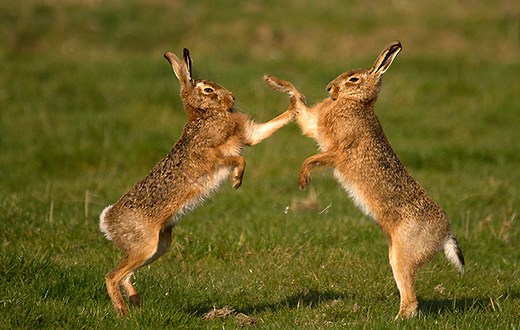 The magical mythology of mad March hares