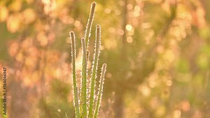 Stone pine, botanical name Pinus pinea, Italian stone, umbrella and parasol pine, is tree from pine family (Pinaceae). Tree is native to Mediterranean region, occurring in Southern Europe. Sunset.