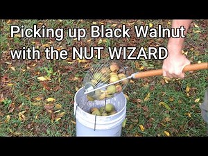 Nut Wizard and Black Walnuts