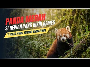 7 Fakta Menarik Panda Merah yang Jarang Kamu Tahu! | Gemes dan Unik Banget!