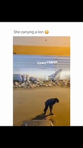 He was literally throwing a temper tantrum 😁😅 #viral #funny #lions #girls #animals #tantrum #explore #viralvideoシ | Crazy Videos