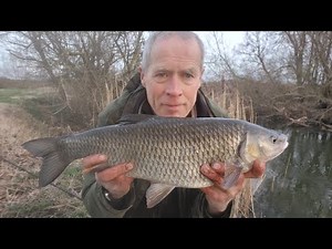Chub fishing the high bank swim