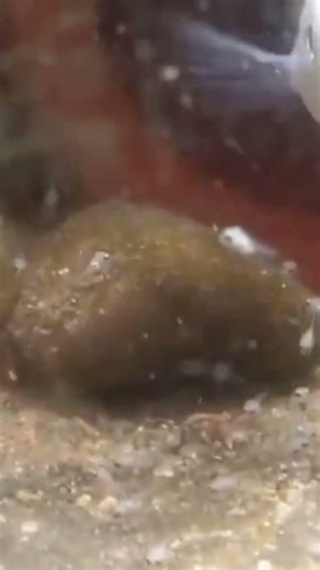 They are my happiness giving again 3 times baby give!#shortsviral