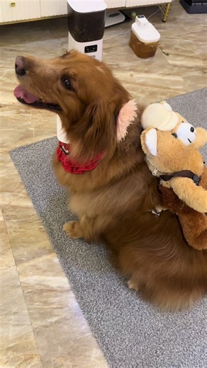 Wooly Siap Sekolah di Hari Minggu