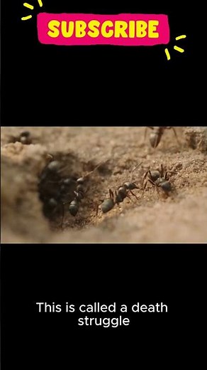Battle of the Ants: Epic Wars Unfold!" #facts #ants