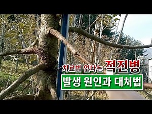 치료법 없다는 적진병 발생 원인과 대처법