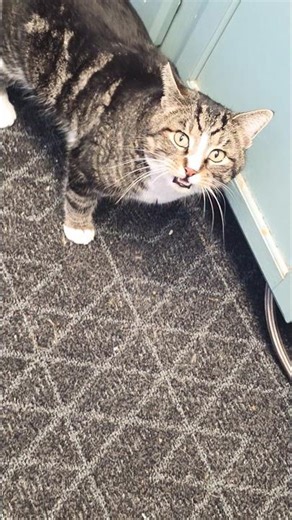 catnip or crumbs #wth #catnip #woman wth clean dis up!