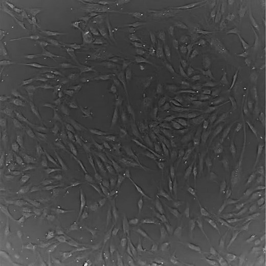 Time Lapse Video of MSC in 2D Cell Culture