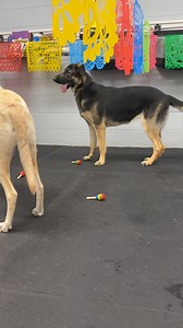 Camp Bow Wow Cincinnati on Reels