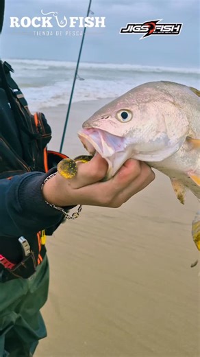 Axel Morgado on Instagram: "Corvina ( Cilus gilberti ) ♻️ 🌊Una especie que estaba buscando desde orilla hace un tiempo y se logró concretar por segunda vez 😎 ⚙️Utilizando el GALU GT 30G del amigo @jigsfish , Los mejores productos los encuentras en 🛍 @rock.and.fish 📍Oscar Quiroz Morgado Local 5 la serena @jey_key_h muchas gracias por la edición 🫡 #fishingchile #ivregión #pescaydevolución"