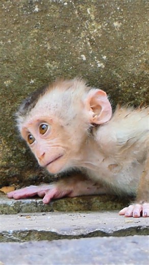 baby monkey cry #wildlife #monkey #video #cutebabymonkey | Building Monkey