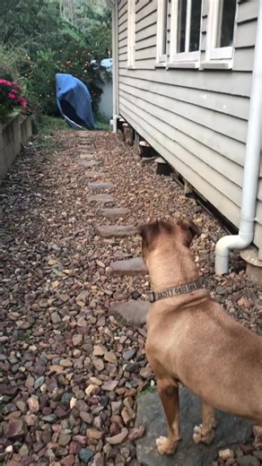 Effective Guard Dog Training Tips for Dog Owners