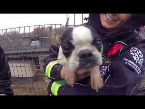 100+ Animals Rescued from Puppy Mill and Cruelty Situation