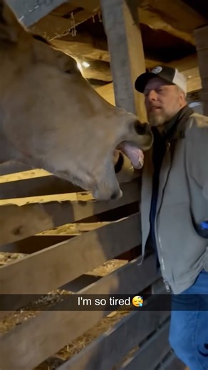 Horse mouths do the funniest things 🤣🐴#horse #horsemouth #funny #animals #fyp