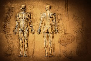 Anatomia humana: divisões e principais sistemas - Brasil Escola