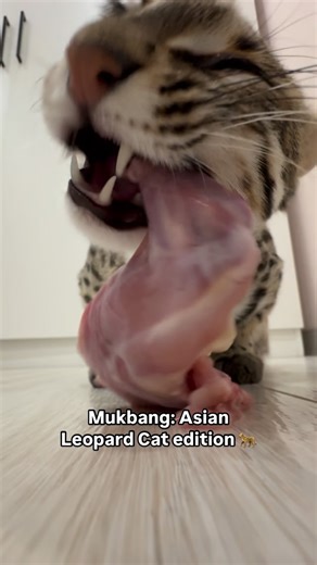 Busya - Asian leopard cat 😺 on Instagram: "When your mukbang turns into a National Geographic episode 📺"