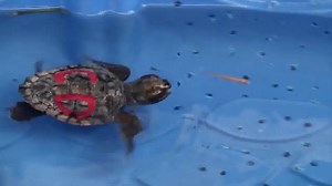 366K views · 4.2K reactions | Rescue Clearwater Episode 4: Sea Turtle Hatchling Rescue | Clearwater Marine Aquarium | Facebook