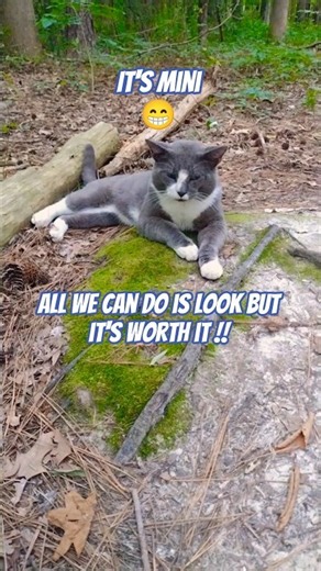 "Look What The Cat Drug In!" #cutecat #shorts