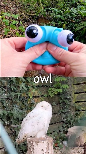 Learn Animal Names for Kids at the Woodland Stream: Giraffe Owl Horse Duck Crocodile