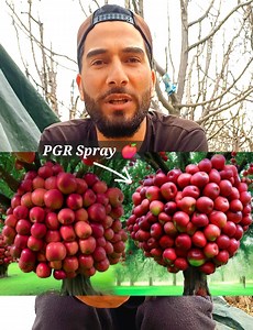 Proper way to mix PGR for record bumper crop 2024🌳 | Mimic World 2