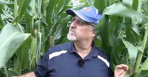 Corn School: Managing silage quality in wet growing conditions