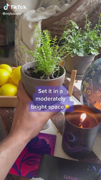 Lemon Button Fern Care Guide