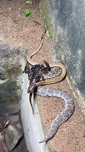 219K views · 605 reactions | Unique Snake Vs Black Scorpion Fight  #fbreels | Prakash Animal Welfare | Facebook