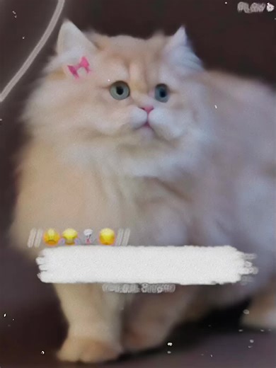 Funny Cat Poetry That Will Make You Smile