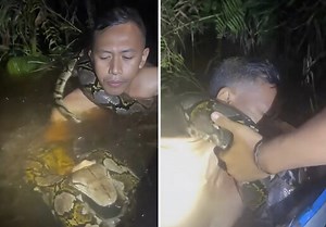 Lucky His Homies There: Dude Almost Got Strangled By A Reticulated Python!