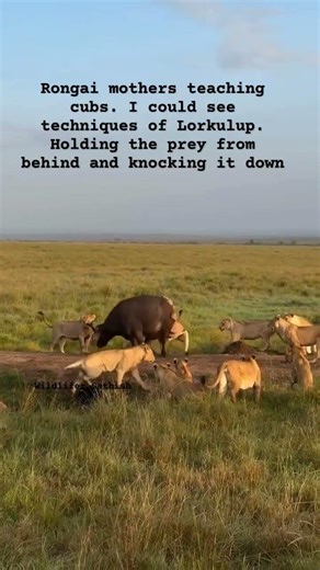 Rongai mothers training their subadult cubs as how to survive when they grow in masaimara grasslands